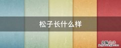 松子长什么样视频 松子长什么样