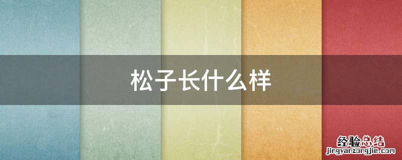 松子长什么样视频 松子长什么样