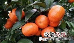 砂糖桔怎么做才好吃 沙糖桔怎么做才好吃