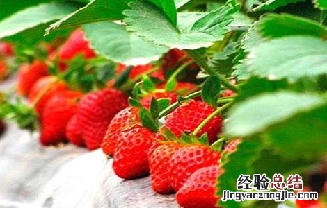 草莓膨果期需补充的营养 草莓膨果期需补充的营养物质