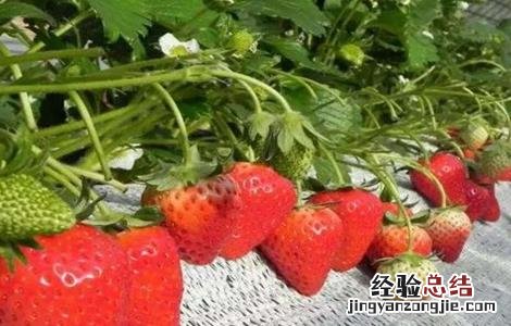 草莓膨果期需补充的营养 草莓膨果期需补充的营养物质
