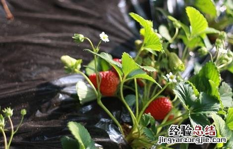 草莓膨果期需补充的营养 草莓膨果期需补充的营养物质