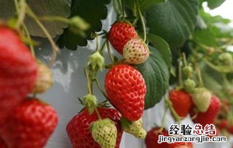 草莓膨果期需补充的营养 草莓膨果期需补充的营养物质