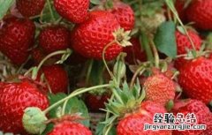 草莓膨果期如何施肥 草莓膨果期管理技术