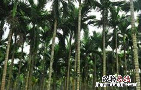 槟榔冬季冻害预防措施 槟榔冬季冻害预防措施有哪些