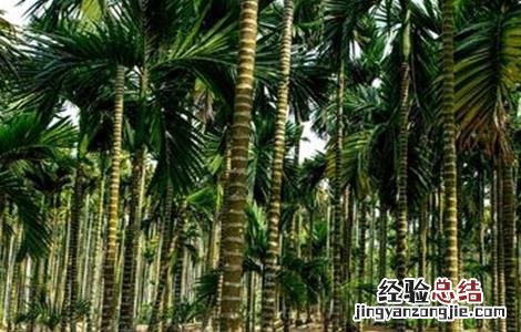 槟榔冬季冻害预防措施 槟榔冬季冻害预防措施有哪些