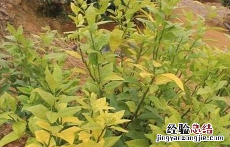 柑橘僵苗原因及预防措施图片 柑橘僵苗原因及预防措施