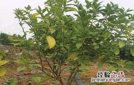 柑橘僵苗原因及预防措施图片 柑橘僵苗原因及预防措施
