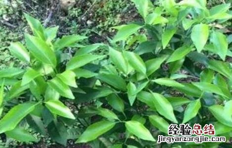 柑橘僵苗原因及预防措施图片 柑橘僵苗原因及预防措施