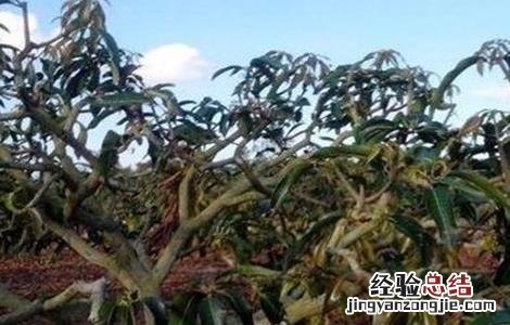 芒果冬季旺长怎么办视频 芒果冬季旺长怎么办