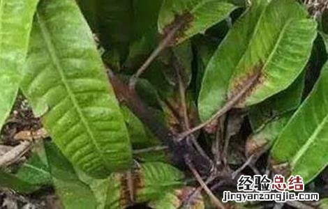 芒果冬季旺长怎么办视频 芒果冬季旺长怎么办