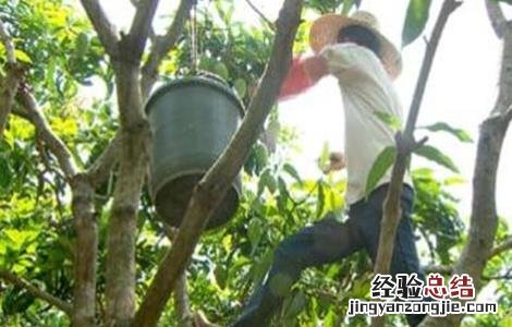 芒果冬季旺长怎么办视频 芒果冬季旺长怎么办