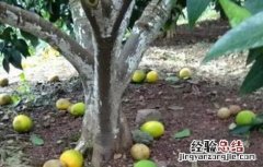 脐橙落果原因及预防措施 脐橙裂果原因及预防措施