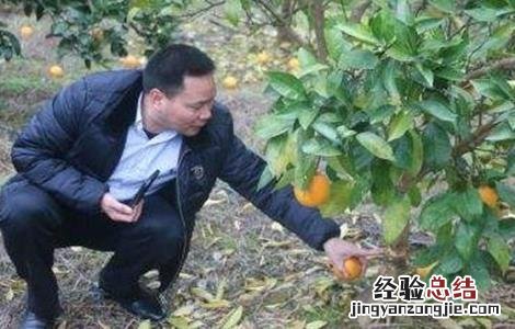 脐橙落果原因及预防措施 脐橙裂果原因及预防措施