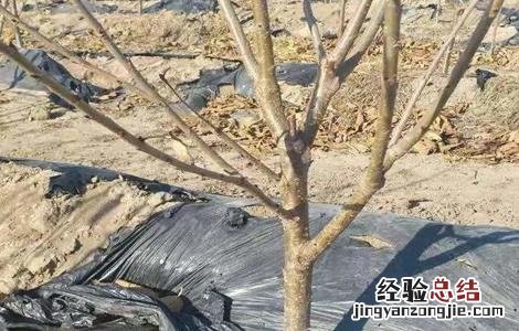 果树抽条有什么后果 果树抽条怎么办