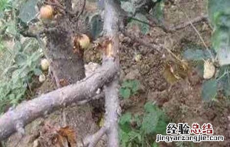 果树抽条有什么后果 果树抽条怎么办
