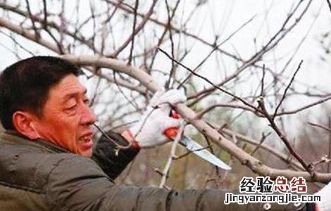 果树抽条有什么后果 果树抽条怎么办