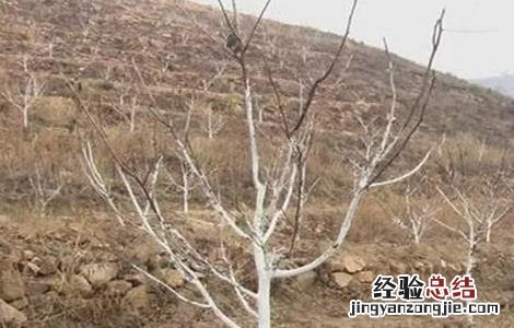 果树抽条有什么后果 果树抽条怎么办