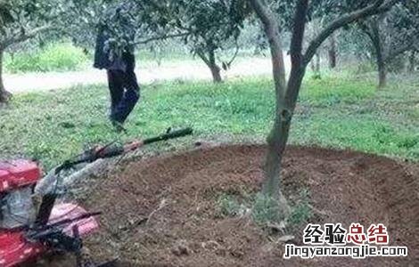 柑橘断根方法和注意事项有哪些 柑橘断根方法和注意事项