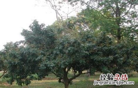 荔枝的控梢技术 荔枝控梢技术视频