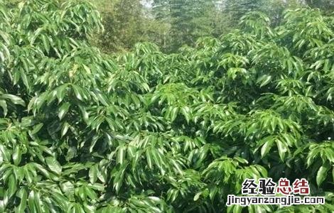 荔枝的控梢技术 荔枝控梢技术视频