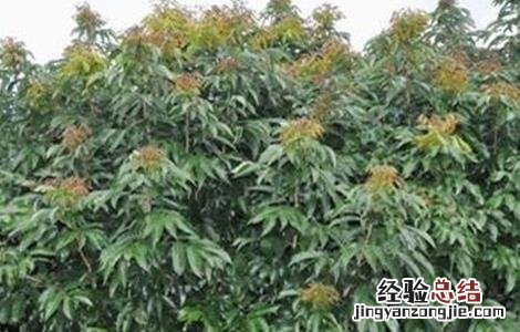 荔枝的控梢技术 荔枝控梢技术视频