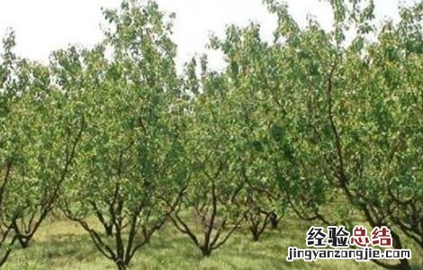 杏树什么时候育苗,方法是什么 杏树育苗时间和方法