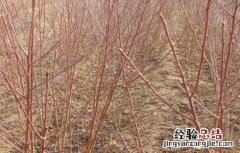 杏树什么时候育苗,方法是什么 杏树育苗时间和方法