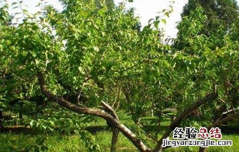杏树什么时候育苗,方法是什么 杏树育苗时间和方法