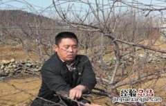 樱桃树秋剪注意事项 樱桃树秋季怎么修剪
