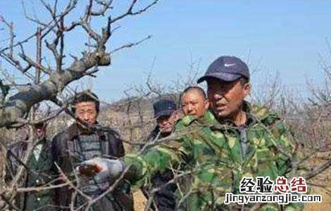 樱桃树秋剪四大措施有哪些 樱桃树秋剪四大措施