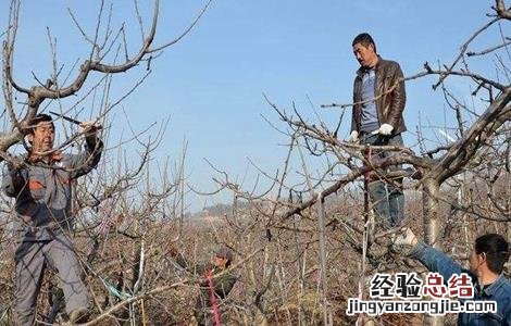 樱桃树秋剪四大措施有哪些 樱桃树秋剪四大措施