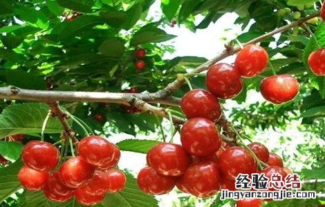 樱桃树秋剪四大措施有哪些 樱桃树秋剪四大措施