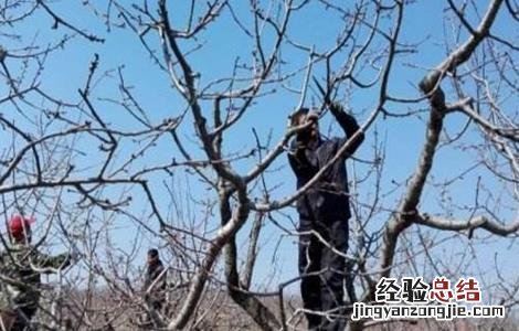 樱桃树秋剪四大措施有哪些 樱桃树秋剪四大措施