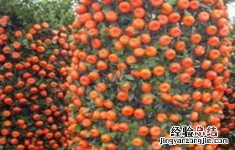 朱砂桔的种植技术 朱砂桔的种植技术视频