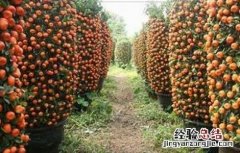 朱砂桔的种植技术 朱砂桔的种植技术视频