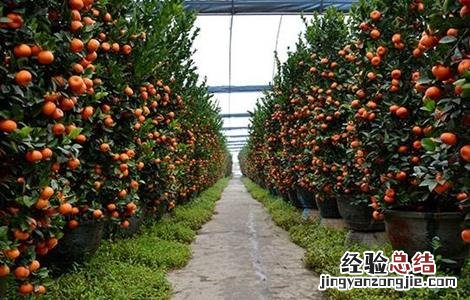 朱砂桔的种植技术 朱砂桔的种植技术视频