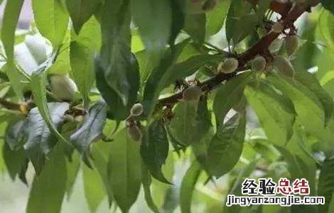 桃子僵果如何补救 桃子僵果什么原因