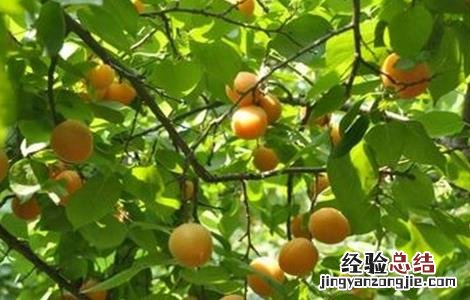杏树春季管理要点 杏树春季管理要点是什么
