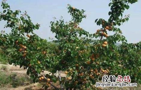 杏树春季管理要点 杏树春季管理要点是什么