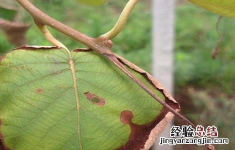 猕猴桃落叶是咋回事 猕猴桃落叶吗