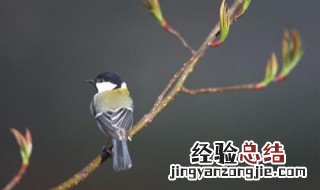 枝条压枝条怎么办 枝条压枝条怎么办才好看