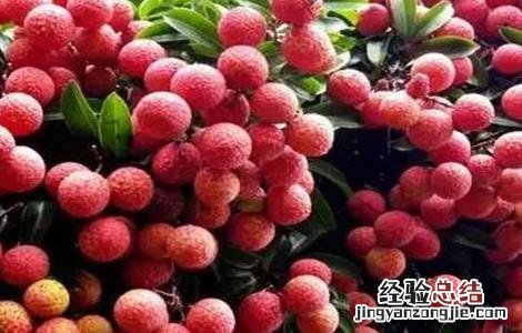 荔枝大小年怎么办 荔枝大年是什么意思