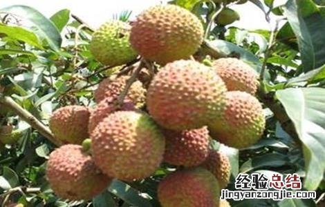 荔枝大小年怎么办 荔枝大年是什么意思
