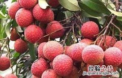 荔枝大小年怎么办 荔枝大年是什么意思