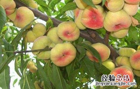 桃树畸形果的原因 果树畸形果原因