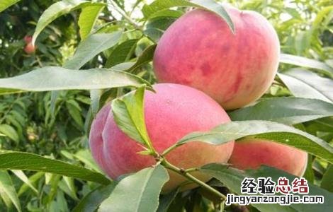 桃树畸形果的原因 果树畸形果原因