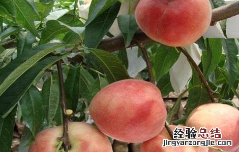 桃树畸形果的原因 果树畸形果原因