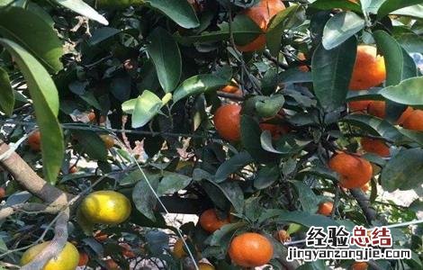 沙糖桔大小果不均匀补救 沙糖桔果实偏小原因及补救措施