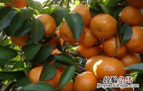 沙糖桔大小果不均匀补救 沙糖桔果实偏小原因及补救措施